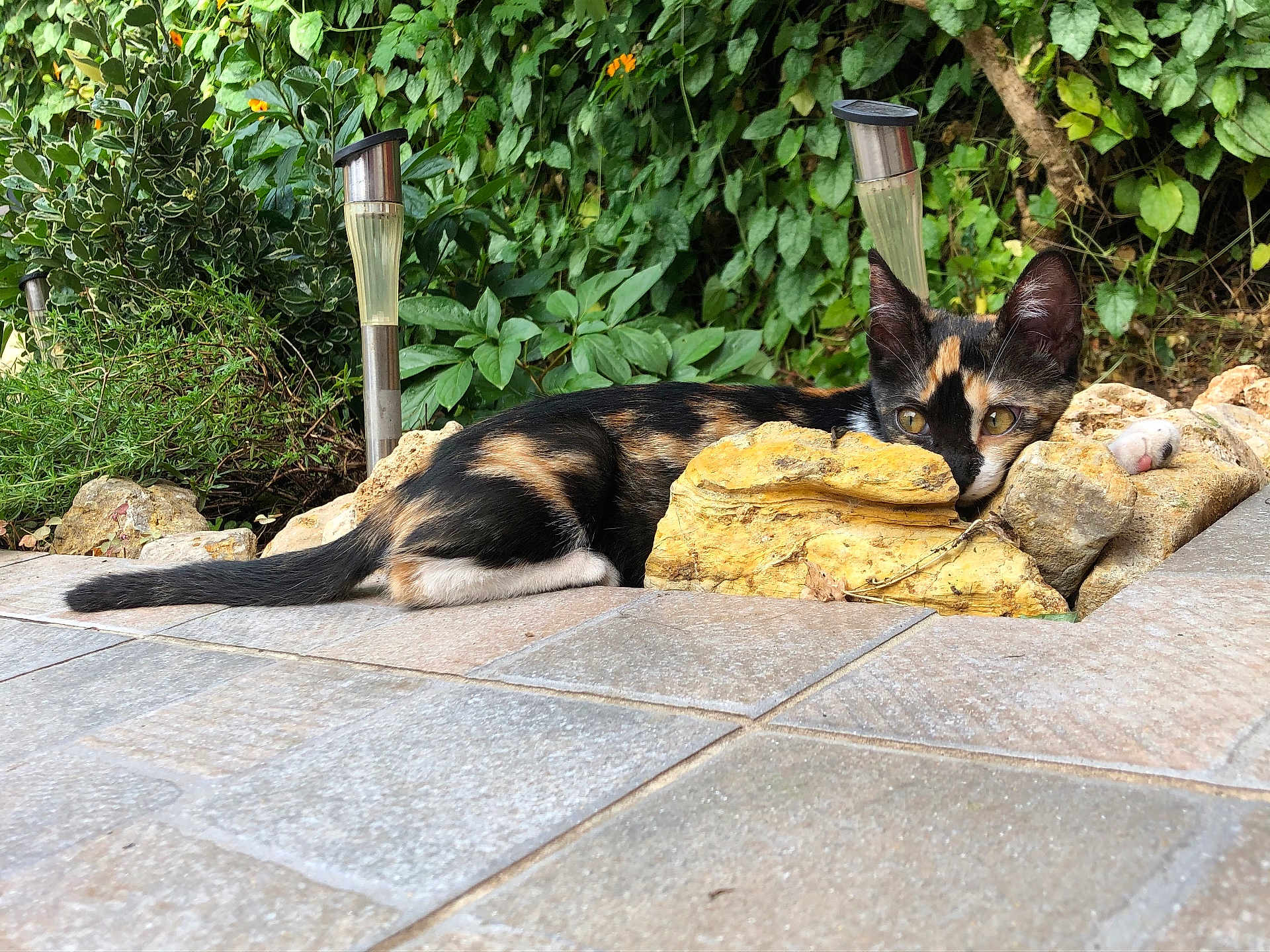 Rimmel a rejoint le concours — aidez-le/la à gagner de superbes lots ! cat, calico_cat, outdoor, garden, rocks, foliage, greenery, tile_floor, pet, animal, relaxing, curious, nature, resting, small_animal, side_view, sunlight, wildlife, domestic_animal, ears