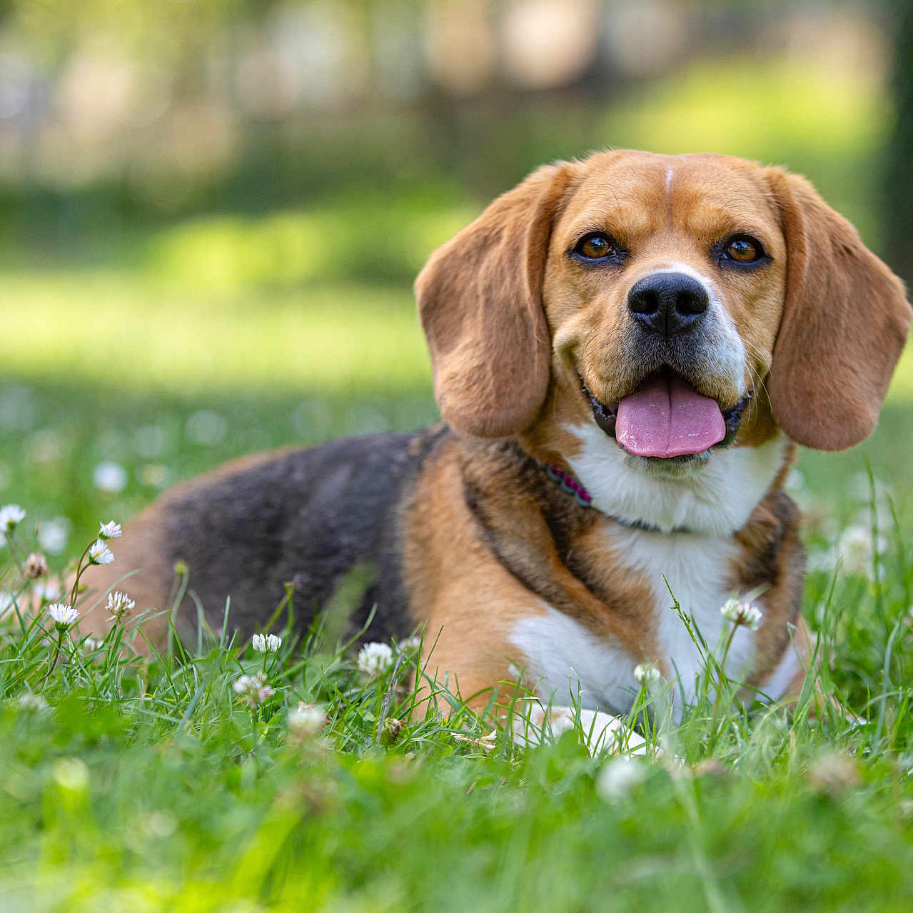 Ruby a rejoint le concours — aidez-le/la à gagner de superbes lots ! animal, beagle, canine, collar, daylight, dog, ears, field, flowers, grass, greenery, happy, lying_down, mammal, nature, outdoor, pet, portrait, summer, tongue_out