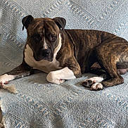 Tigre participe au concours pour gagner de l'argent avec cette photo : dog, brindle, couch, blanket, indoor, pet, animal, resting, relaxed, fur, paw, ears, face, white_paws, brown_paws, calm, looking, home, cozy, furniture