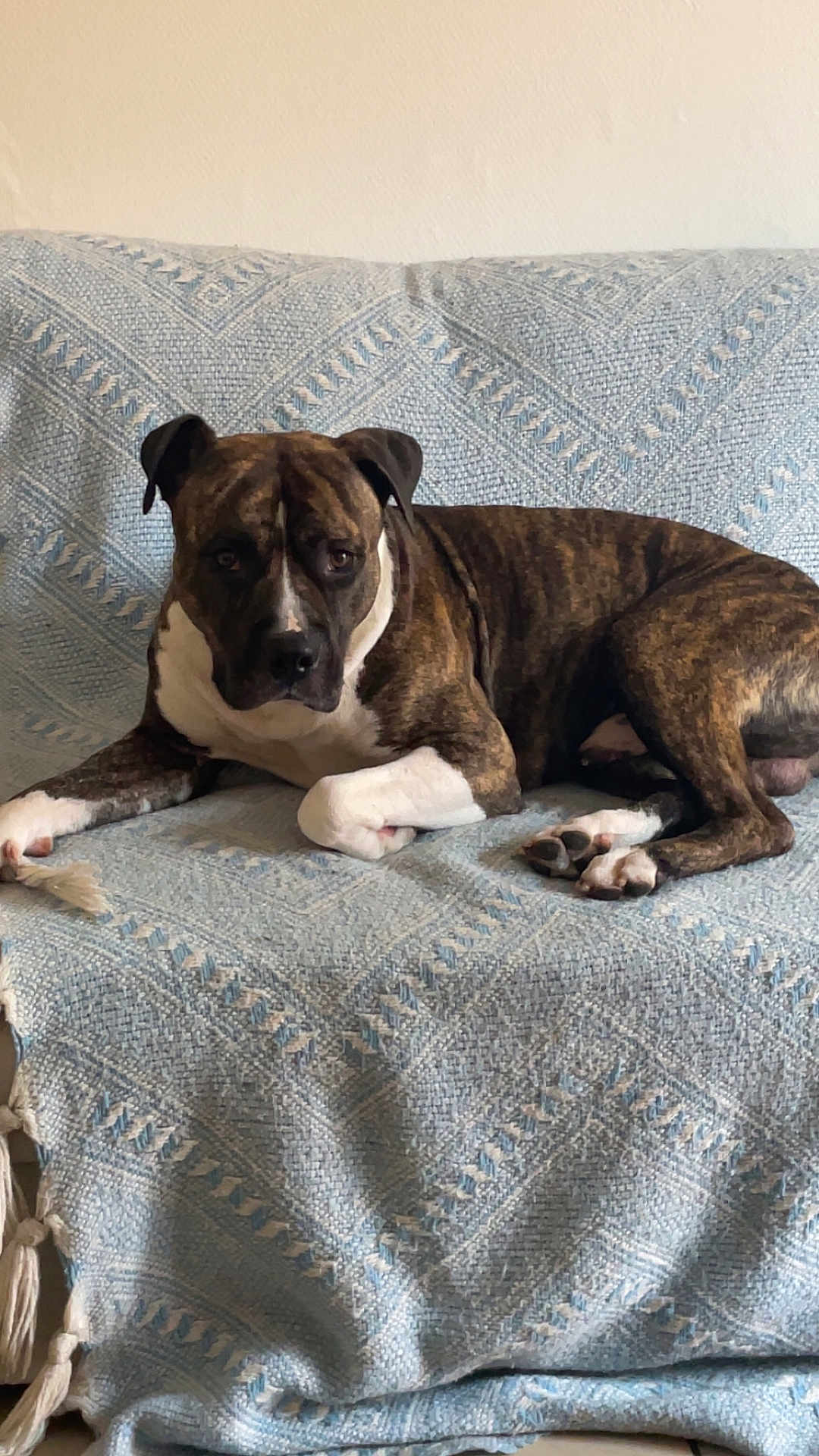 Tigre participe au concours pour gagner de l'argent avec cette photo : dog, brindle, couch, blanket, indoor, pet, animal, resting, relaxed, fur, paw, ears, face, white_paws, brown_paws, calm, looking, home, cozy, furniture