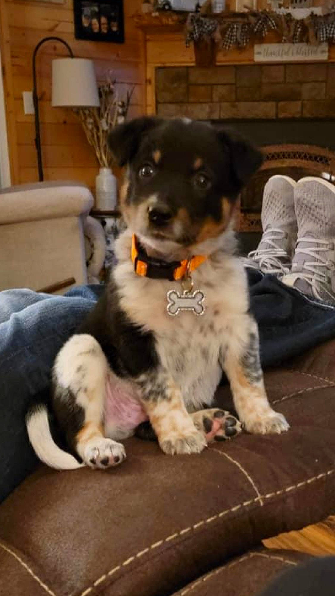 Ruger is registered to the contest to win money with this photo: canidae, carnivore, comfort, companion_dog, couch, dog, dog_breed, flooring, fur, houseplant, paw, sitting, snout, sock, sporting_group, terrier, texas_heeler, toy_dog, working_animal, working_dog