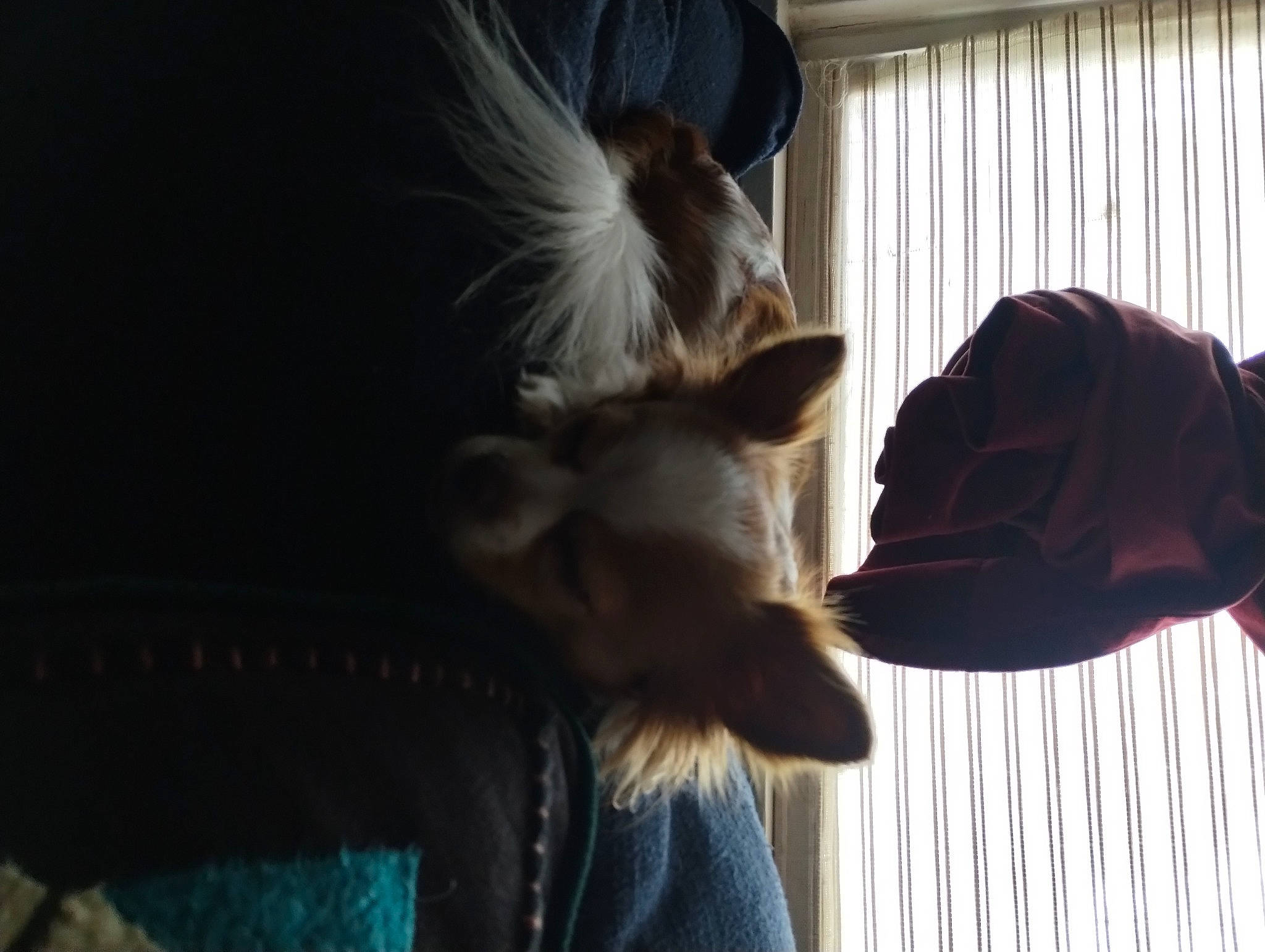 Cuppy is registered to the contest to win money with this photo: canidae, carnivore, comfort, companion_dog, darkness, dog, dog_breed, ear, fawn, felidae, fur, pomeranian, shadow, small_to_medium_sized_cats, sporting_group, tail, tints_and_shades, toy_dog, whiskers, wood