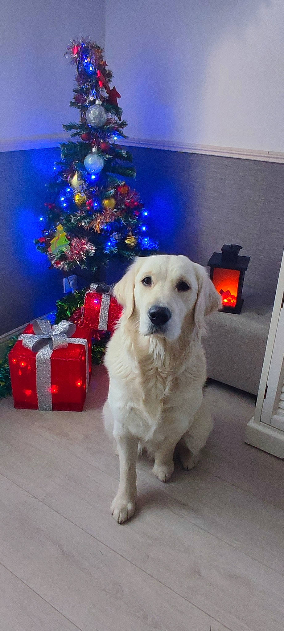 Tess a rejoint le concours — aidez-le/la à gagner de superbes lots ! carnivore, christmas, christmas_decoration, christmas_ornament, christmas_tree, companion_dog, decoration, dog, dog_breed, dog_supply, electric_blue, event, flooring, fur, gun_dog, holiday, holiday_ornament, ornament, pet_supply, sporting_group