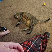 Penny is registered to the contest to win money with this photo: cat, tabby_cat, carpet, plaid_pants, hand, foot, child, shoe, indoor, brown_carpet, striped_fur, relaxing_cat, feline, person, casual, blurred, resting, domestic_animal, cozy, floor