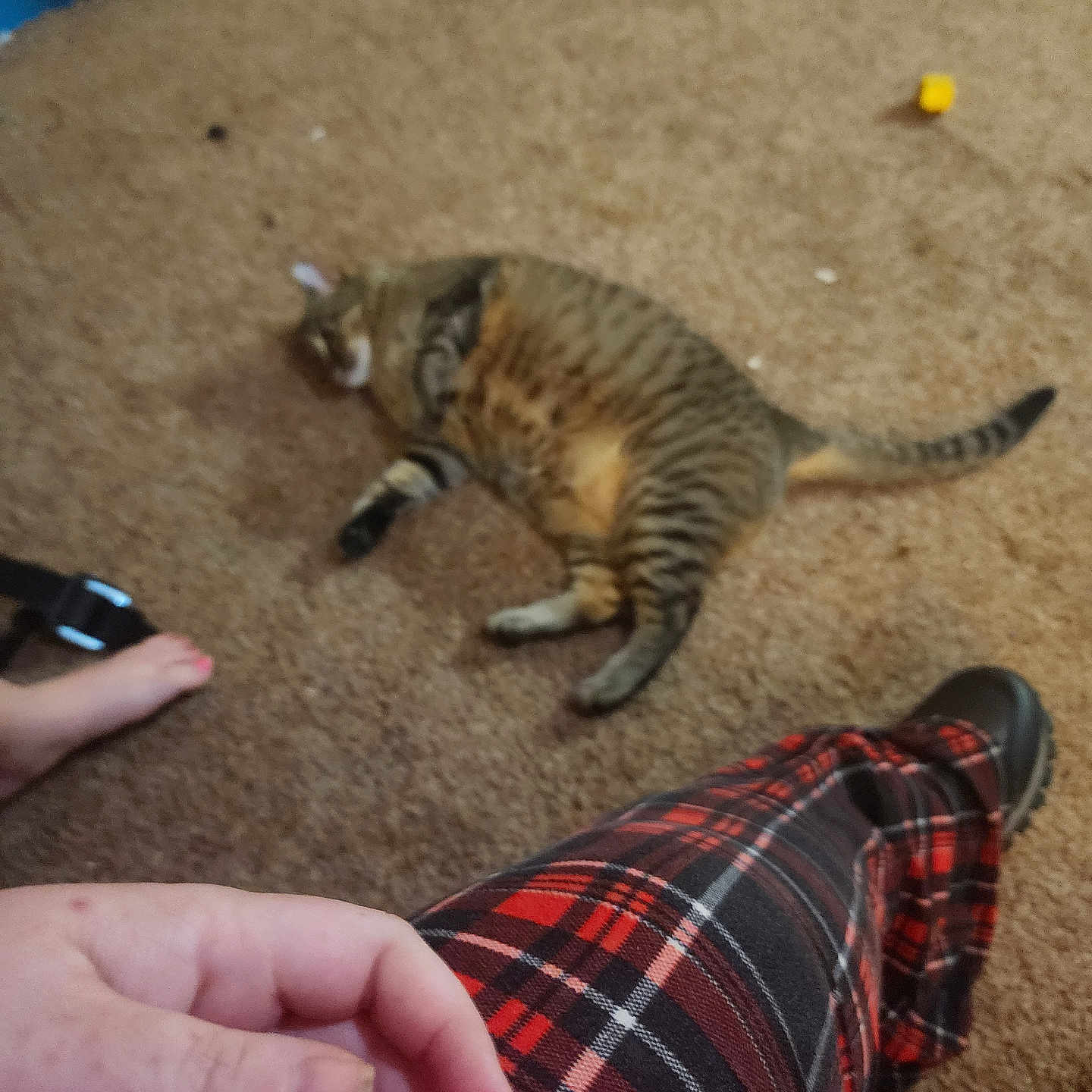 Penny is registered to the contest to win money with this photo: blurred, brown_carpet, carpet, casual, cat, child, cozy, domestic_animal, feline, floor, foot, hand, indoor, person, plaid_pants, relaxing_cat, resting, shoe, striped_fur, tabby_cat