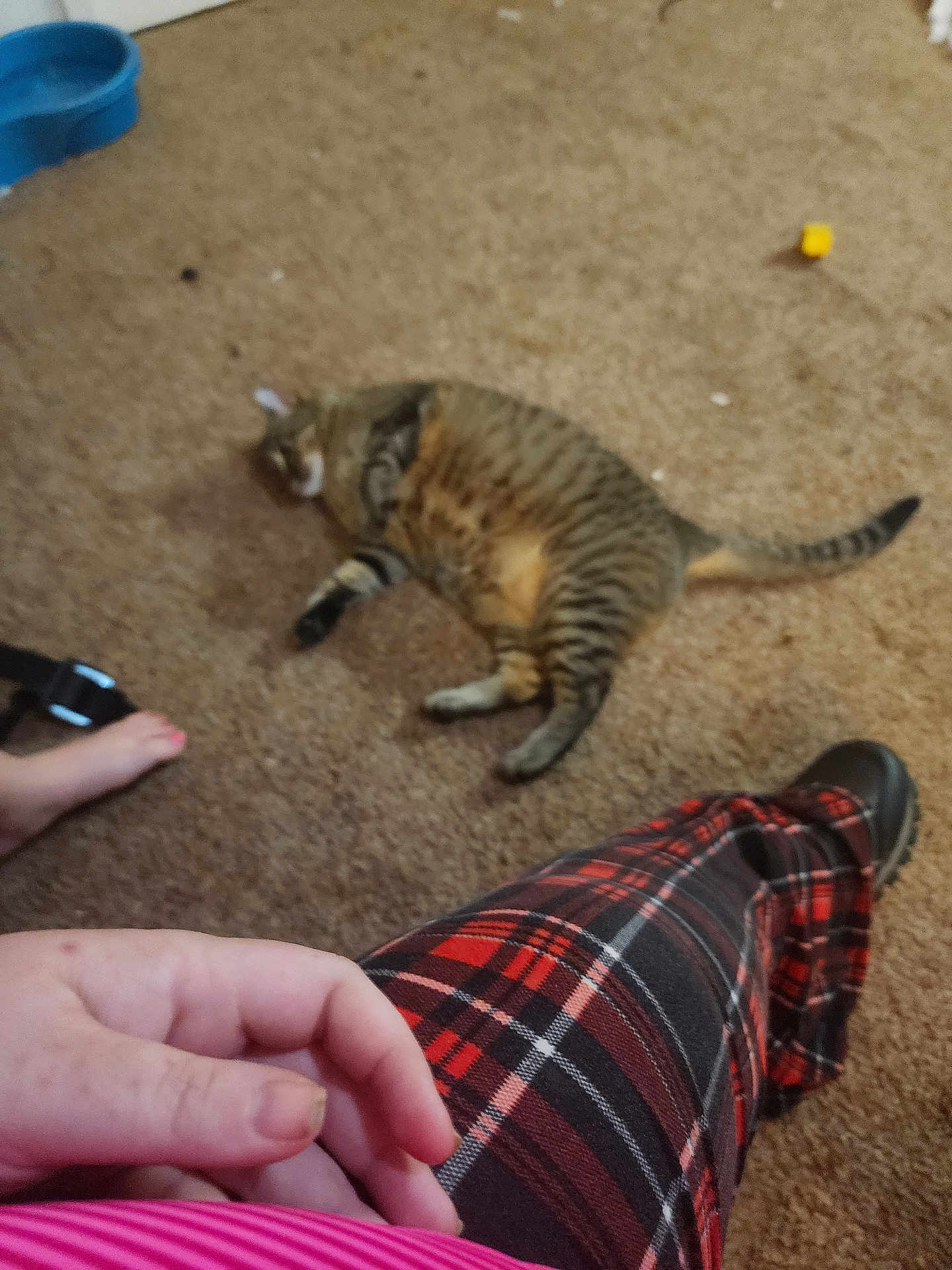 Penny