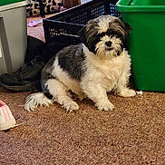 Precious joined the competition — help win amazing prizes! animal, bag, black_and_white, carpet, closeup, companion, crate, curious, cute, dog, domestic, floor, furry, household, indoor, pet, plastic_bin, shoe, sitting, small_dog