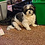 animal, bag, black_and_white, carpet, closeup, companion, crate, curious, cute, dog, domestic, floor, furry, household, indoor, pet, plastic_bin, shoe, sitting, small_dog