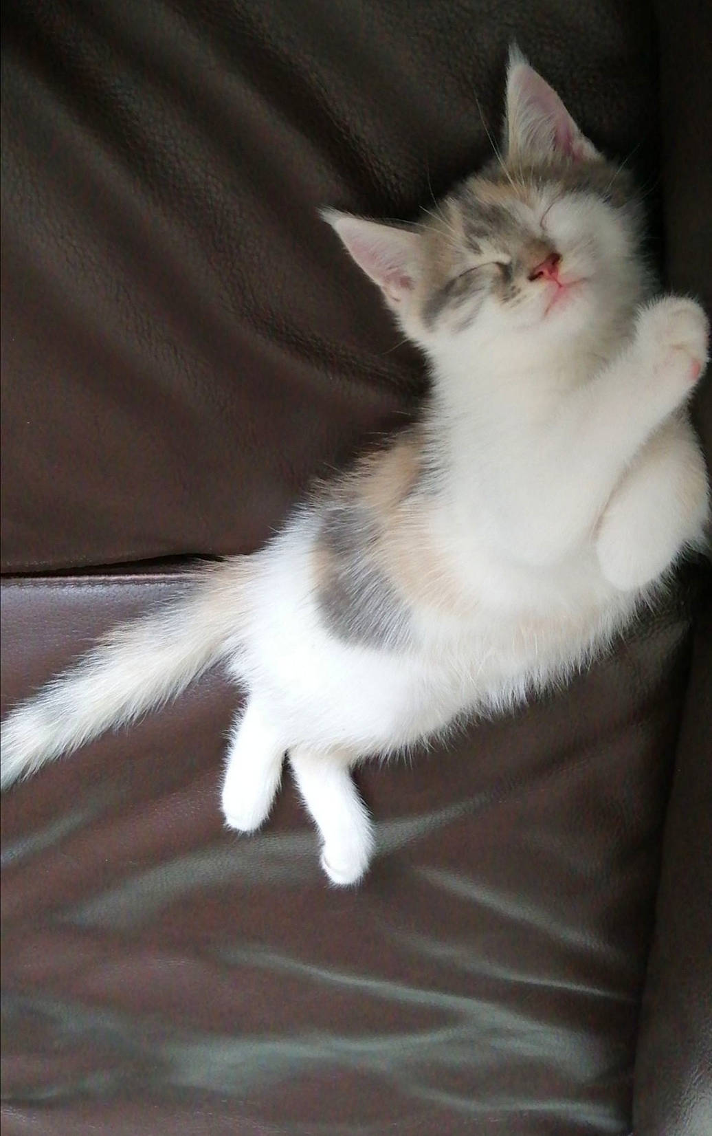 Kiara participe au concours pour gagner de l'argent avec cette photo : aegean_cat, american_wirehair, asian, asian_semi_longhair, british_semi_longhair, carnivore, cat, domestic_long_haired_cat, felidae, kitten, mammal, napoleon_cat, norwegian_forest_cat, polydactyl_cat, ragamuffin, small_to_medium_sized_cats, tail, turkish_angora, vertebrate, whiskers