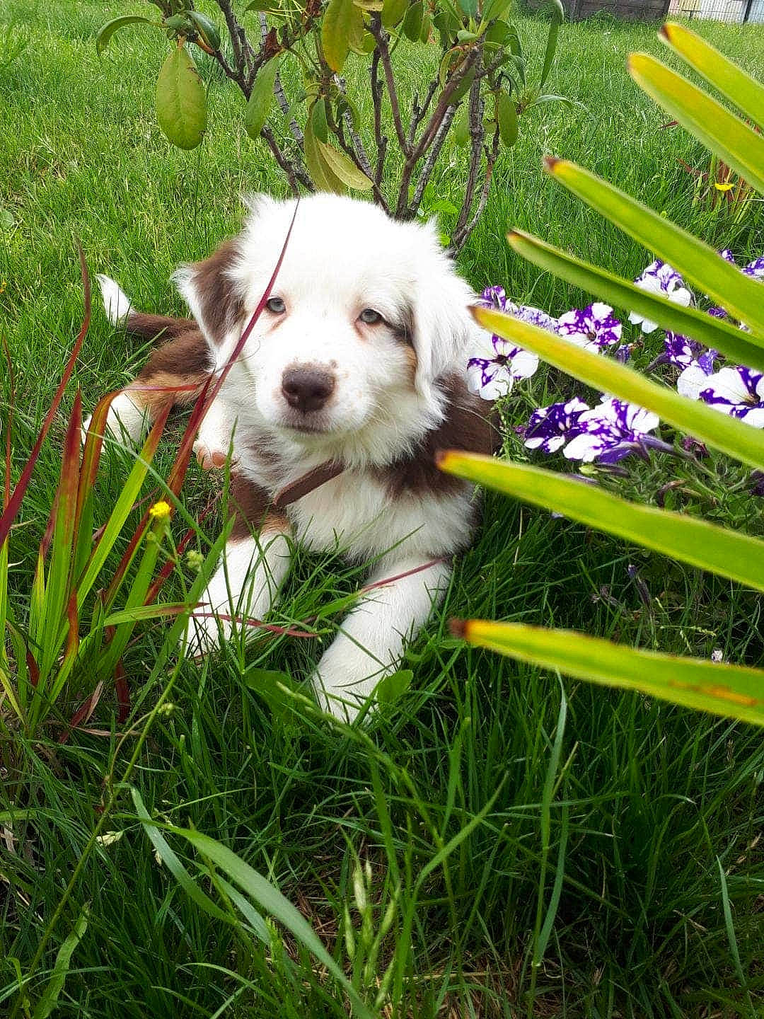 Rafiki participe au concours pour gagner de l'argent avec cette photo : australian_shepherd, canidae, carnivore, cavachon, companion_dog, dog, dog_breed, flower, grass, mammal, miniature_australian_shepherd, old_english_sheepdog, petit_basset_griffon_vendeen, plant, puppy, vertebrate, working_dog