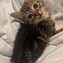 adorable, animal, bed, blanket, cat, cozy, cute, ears, feline, fur, indoor, kitten, looking_up, pet, resting, sleepy, small, tabby, whiskers, young