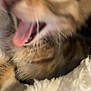 Goose joined the competition — help win amazing prizes! kitten, cat, closeup, blurry, mouth_open, tongue_out, fur, whiskers, pet, animal, cute, soft, blanket, cozy, indoor, young, feline, sleepy, playful, domestic