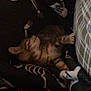 Goose is registered to the contest to win money with this photo: kitten, sleeping, blanket, skeleton_pattern, plaid_cushion, indoor, cozy, cute, pet, feline, fur, resting, comfort, animal, tabby, striped, soft, warm, relaxed, dark