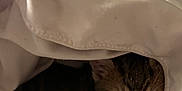Goose joined the competition — help win amazing prizes! kitten, cat, sleeping, blanket, white, cozy, indoor, pet, fur, cute, resting, comfort, soft, warm, animal, small, peaceful, domestic, tabby, fur_pattern