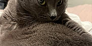 Boba is registered to the contest to win money with this photo: alert, animal, cat, close_up, cute, domestic_animal, ears, face, feline, fur, gray_cat, indoor, looking_away, mammal, pet, portrait, resting, soft_fur, whiskers, yellow_eyes