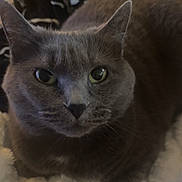 Boba is registered to the contest to win money with this photo: animal, blanket, cat, close_up, comfortable, cozy, cute, domestic_cat, ears, face, feline, fur, gray_cat, household, indoor, looking, pet, resting, soft_texture, whiskers