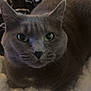 animal, blanket, cat, close_up, comfortable, cozy, cute, domestic_cat, ears, face, feline, fur, gray_cat, household, indoor, looking, pet, resting, soft_texture, whiskers
