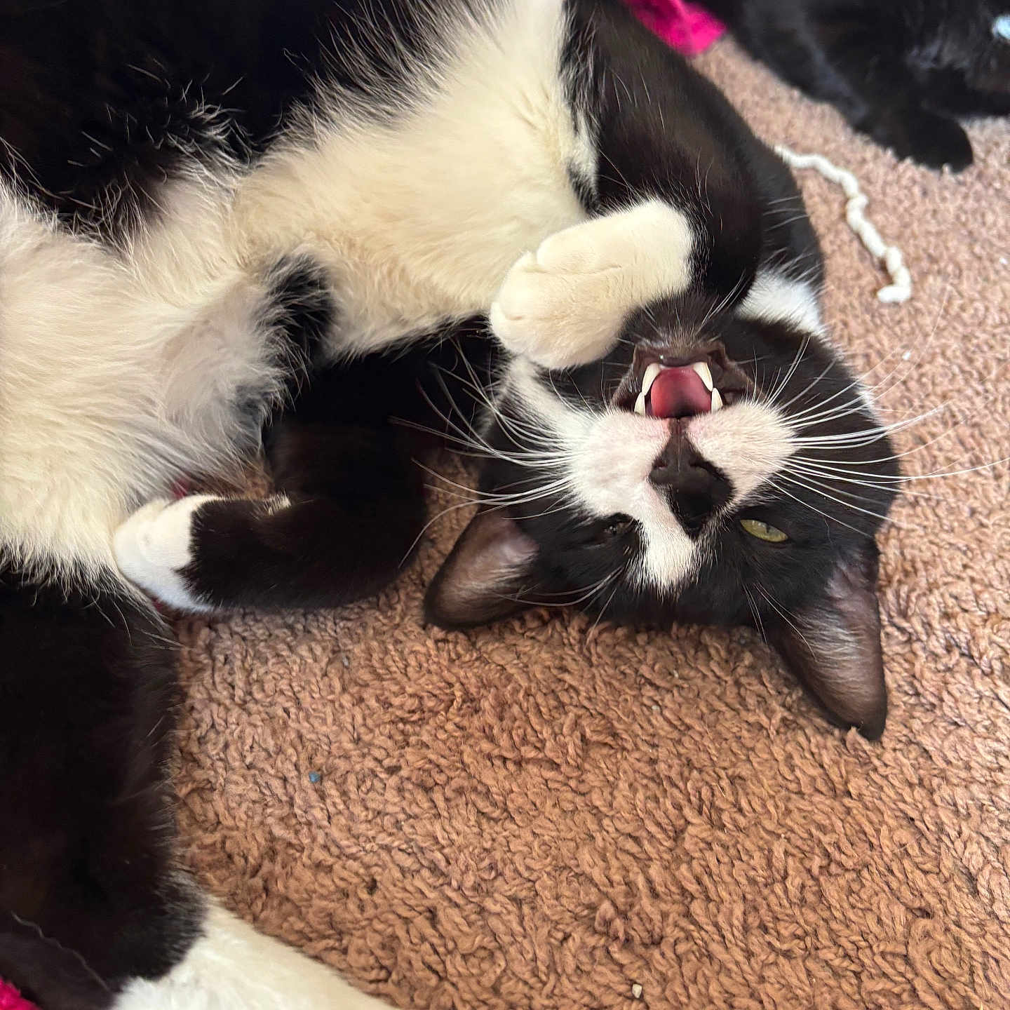 Carraway is registered to the contest to win money with this photo: animal, black_and_white_cat, blanket, carpet, cat, cozy, cute, feline, fur, indoor, lying_down, mouth_open, paw, pet, pink_blanket, playful, relaxed, teeth, two_cats, whiskers