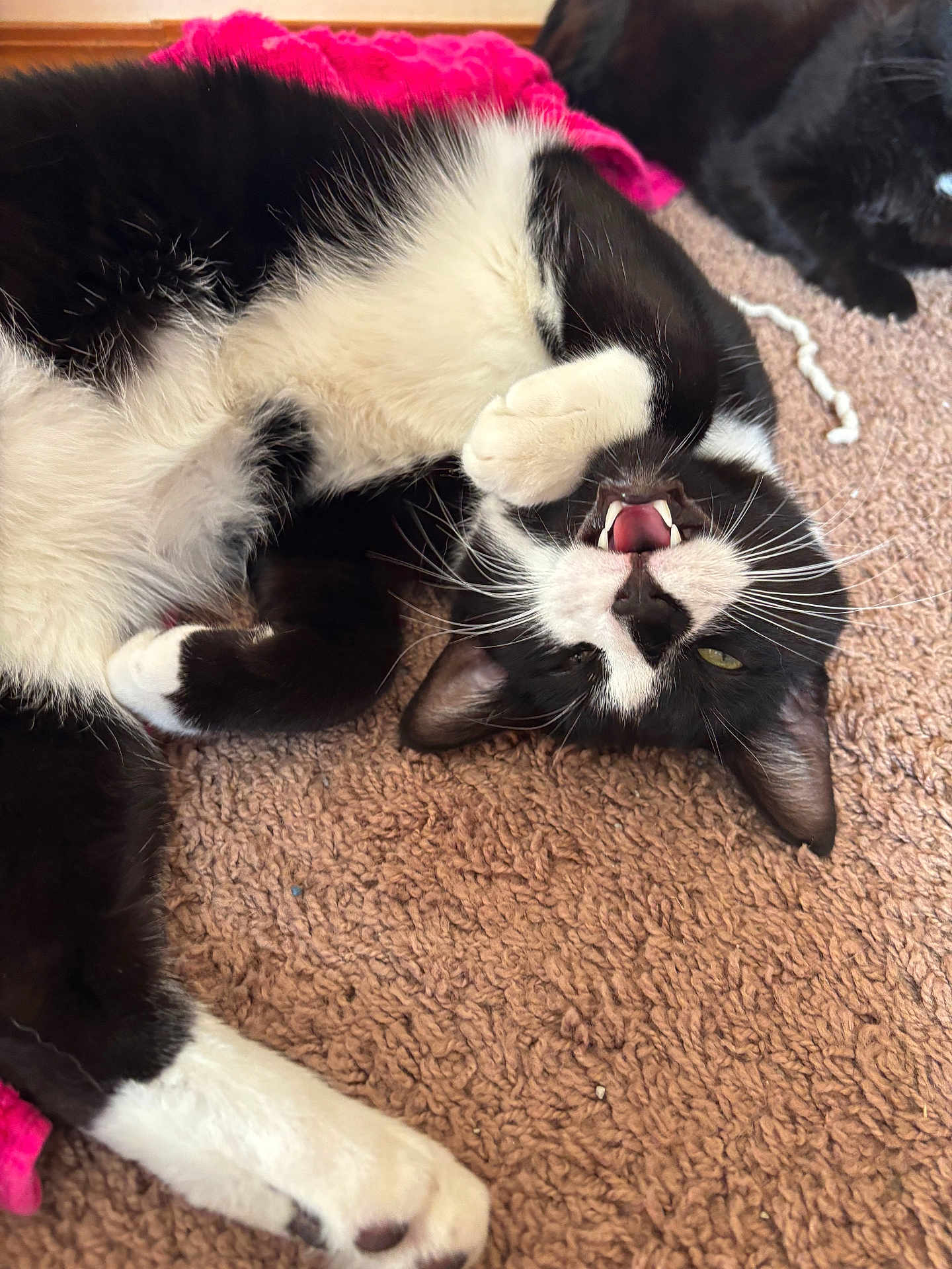 Carraway is registered to the contest to win money with this photo: cat, black_and_white_cat, playful, carpet, paw, teeth, mouth_open, whiskers, feline, pet, indoor, blanket, pink_blanket, relaxed, lying_down, two_cats, fur, animal, cute, cozy