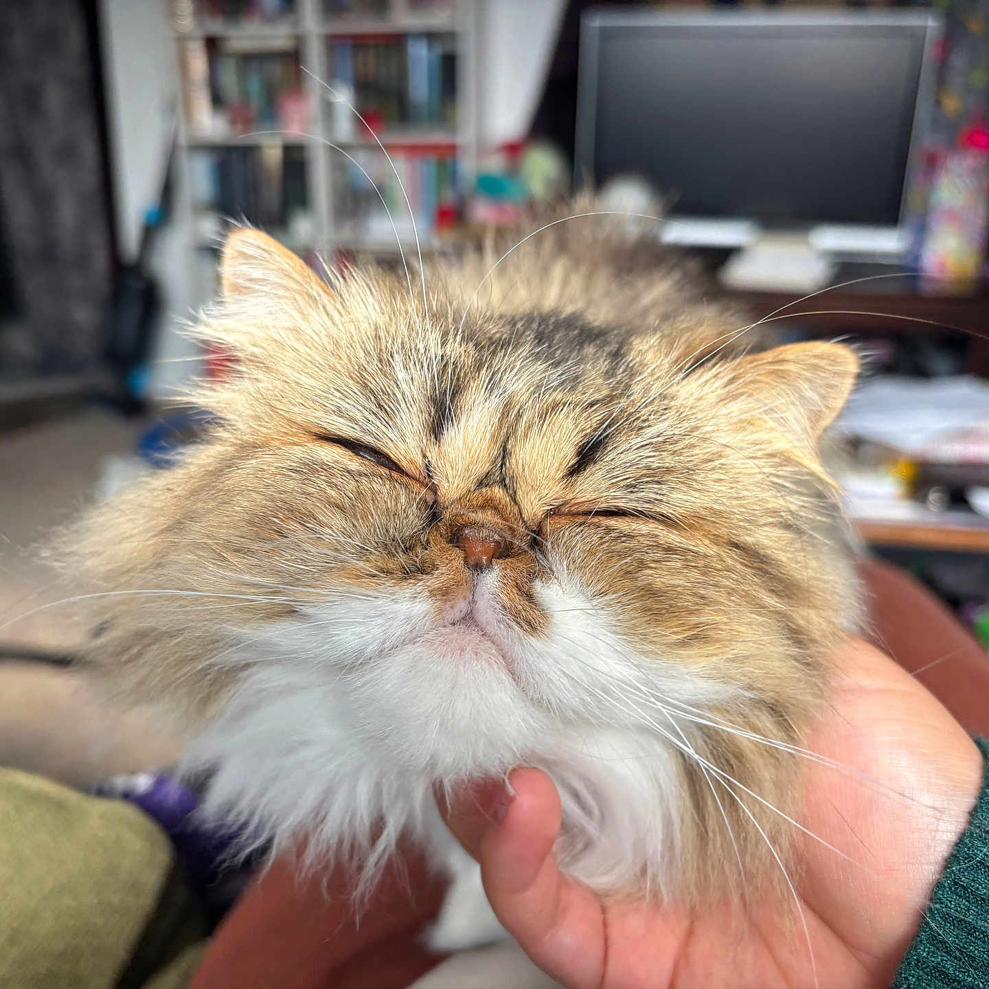 Daisy