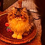 cat, persian_cat, fluffy, scratching_pad, pop_it_toy, carpet, indoor, pet, feline, sitting, brown, orange_lighting, toy, cute, fur, whiskers, face, round, closeup, domestic_animal