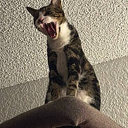 Catsby joined the competition — help win amazing prizes! cat, tabby, yawning, cat_tree, indoor, pet, feline, mouth_open, tongue, fur, whiskers, claws, texture, ceiling, vertical, animal, mammal, cute, resting, alert