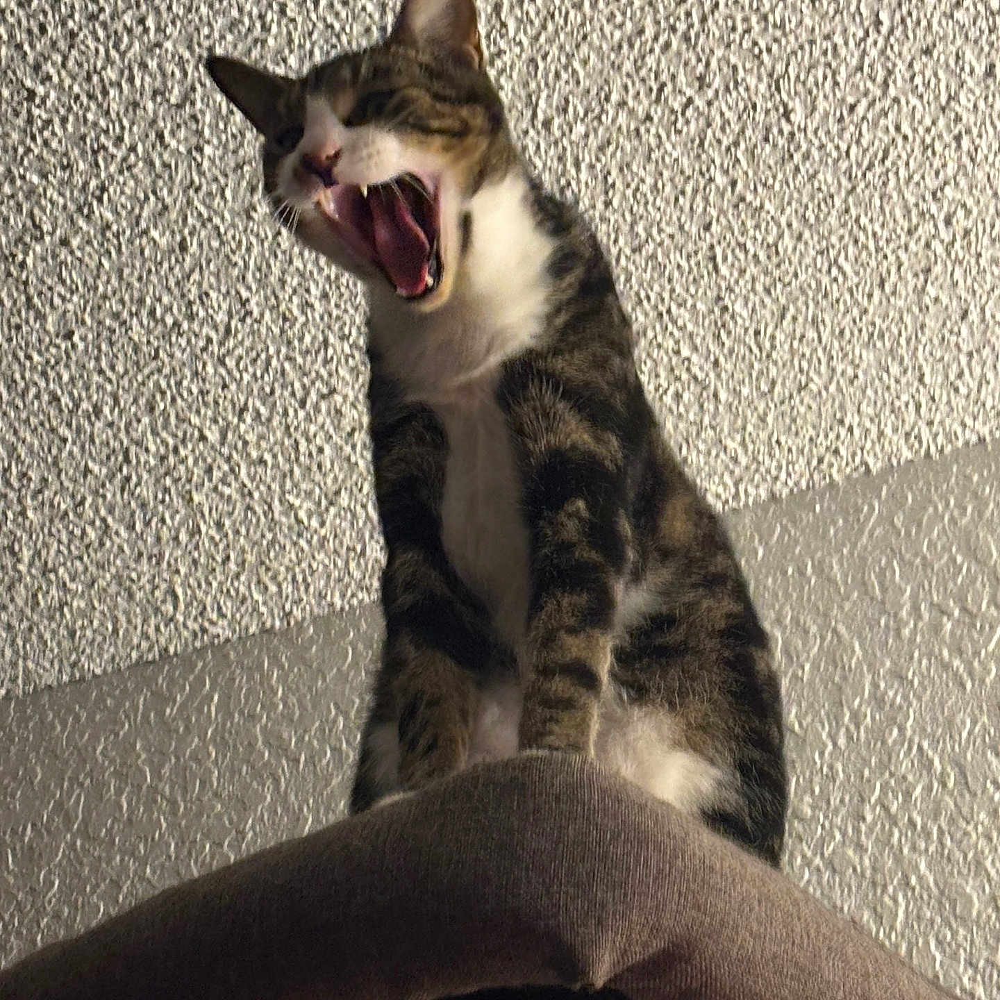 Catsby
