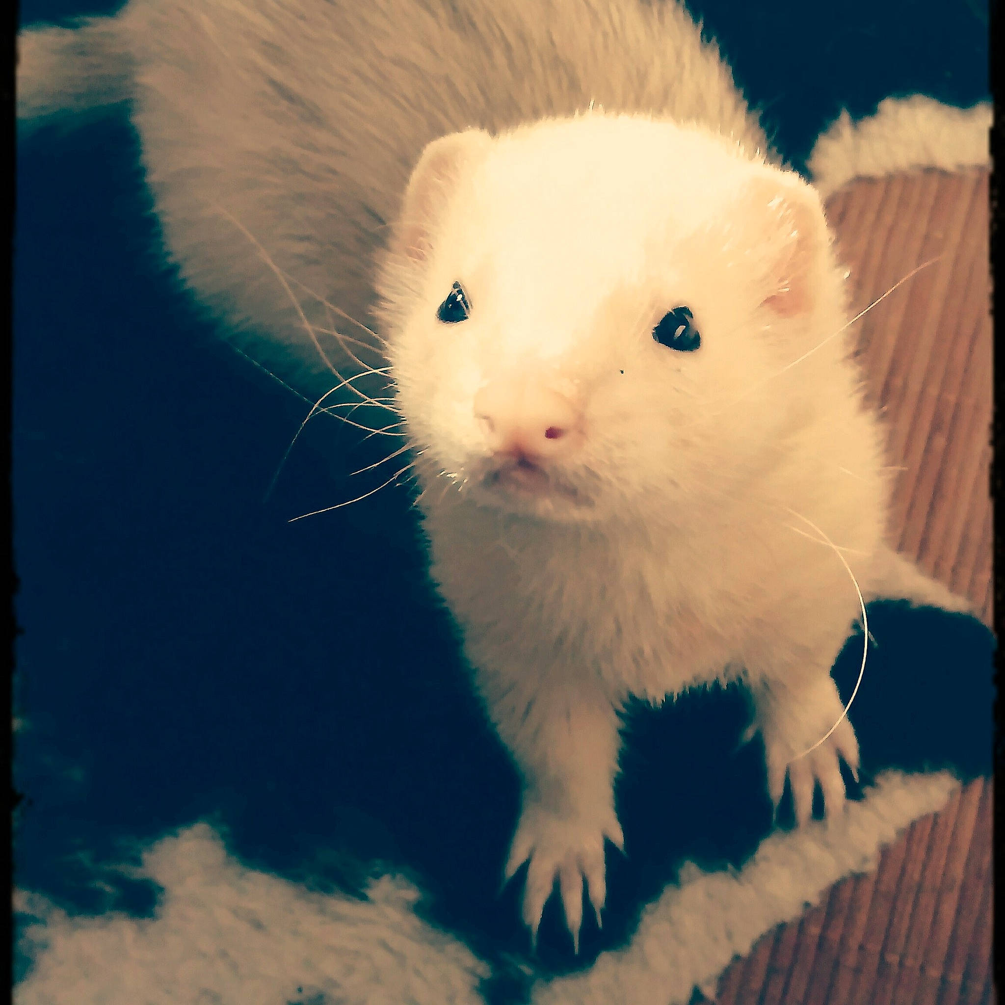 Garry participe au concours pour gagner de l'argent avec cette photo : carnivore, eye, fawn, ferret, fur, hamster, mink, mustelidae, mustelinae, nose, rat, skin, sky, snout, whiskers