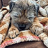 animal, blanket, brown, closeup, comfort, cozy, cute, dog, fur, indoors, napping, paws, pet, relaxation, resting, sleeping, snuggle, soft, texture, warm