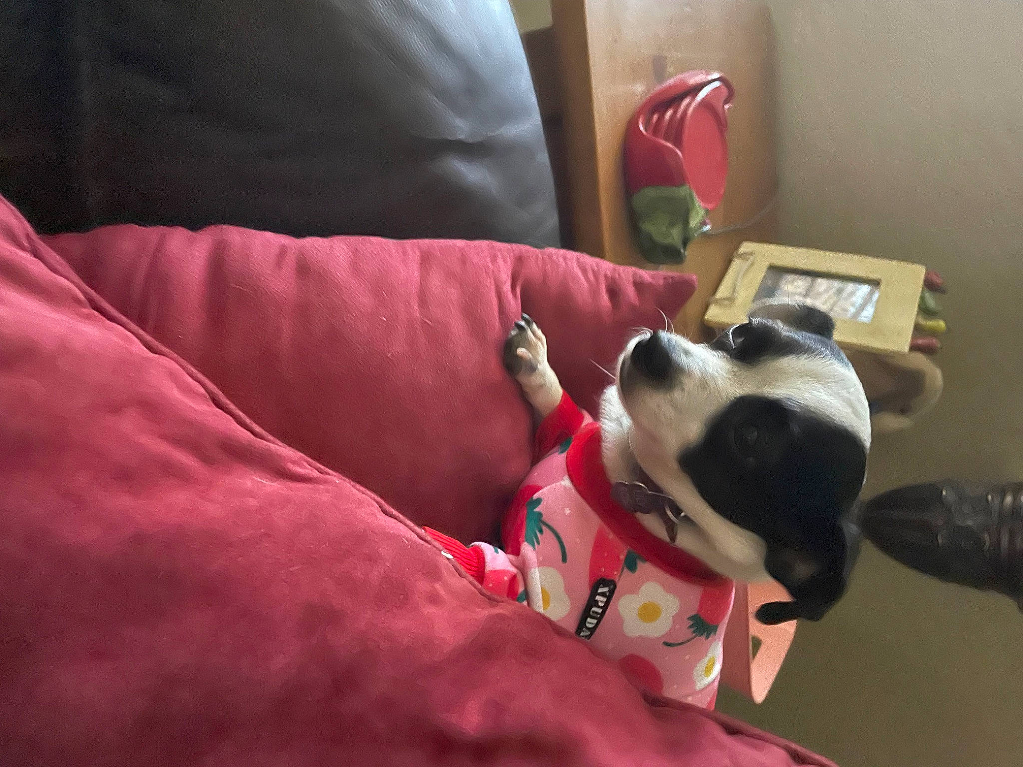 Lily joined the competition — help win amazing prizes! boston_terrier, canidae, carmine, carnivore, comfort, companion_dog, couch, dog, dog_breed, fawn, fur, lap, linens, nap, non_sporting_group, snout, sporting_group, stuffed_toy, toy, working_animal