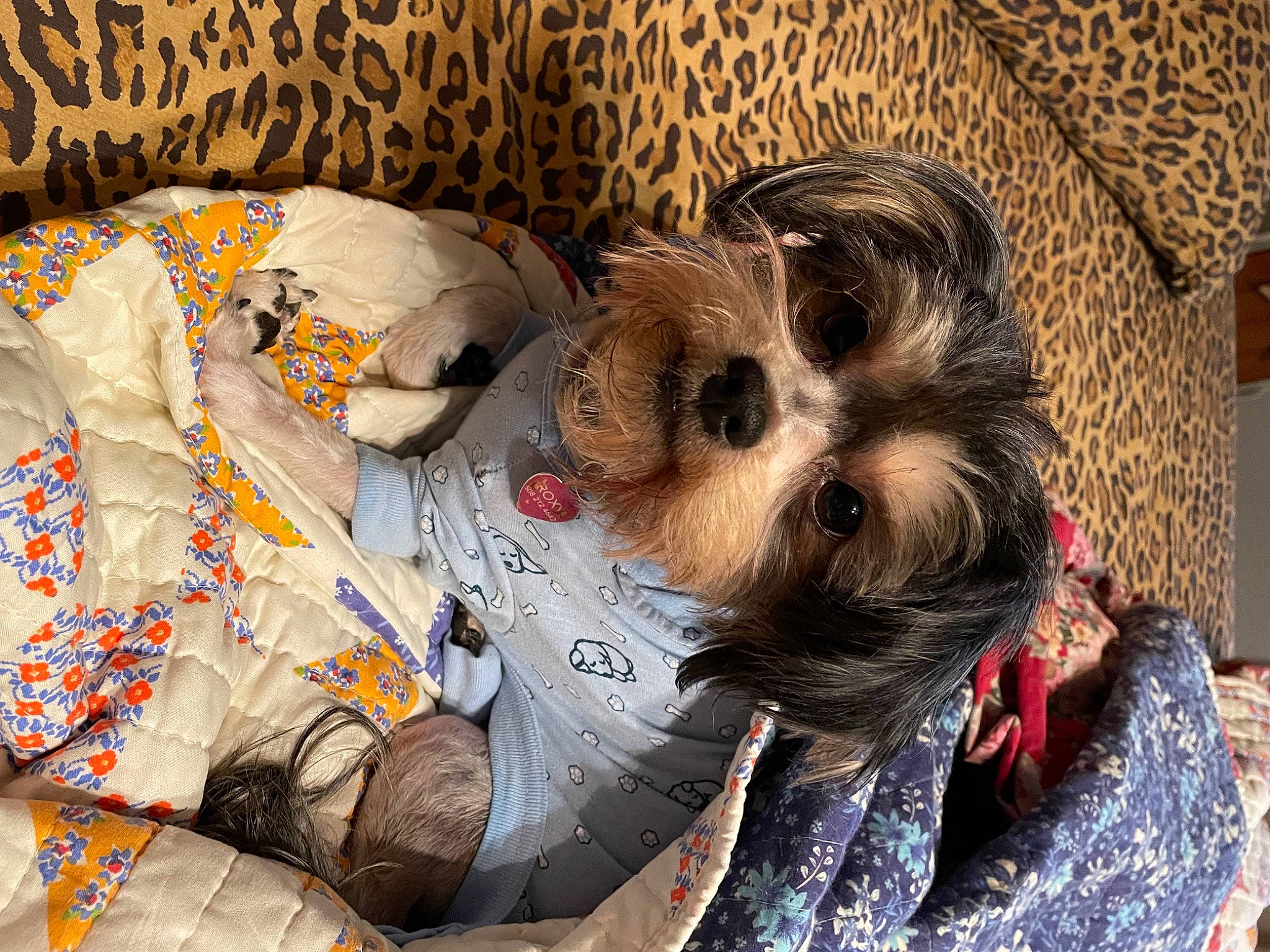 Emily joined the competition — help win amazing prizes! canidae, carnivore, comfort, companion_dog, dog, dog_breed, dog_clothes, dog_supply, fawn, fur, linens, pattern, small_terrier, snout, sporting_group, terrier, toy_dog, whiskers, working_animal, yorkshire_terrier
