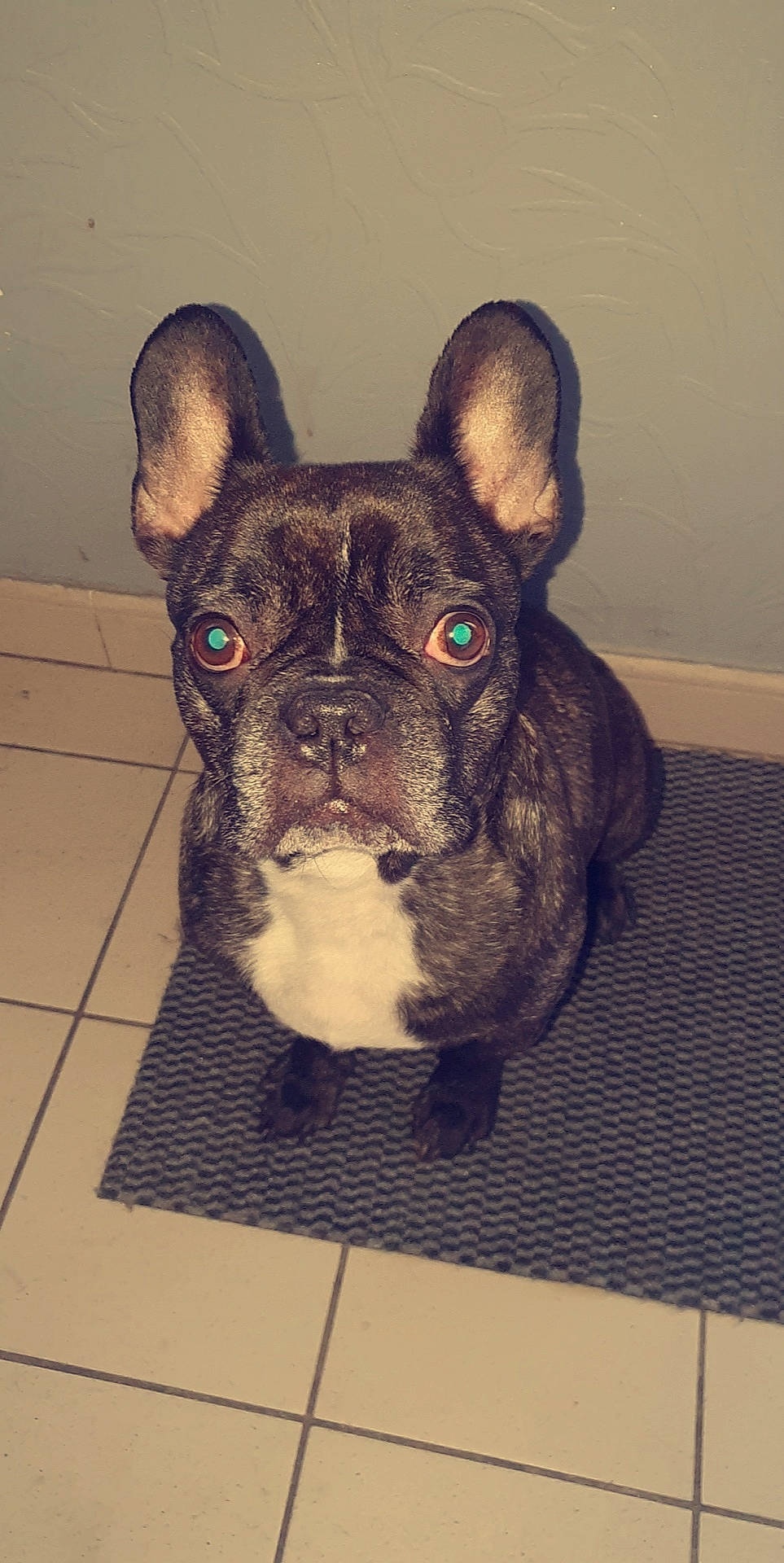 Jooddye participe au concours pour gagner de l'argent avec cette photo : american_bulldog, bulldog, canidae, carnivore, companion_dog, dog, dog_breed, ear, fawn, french_bulldog, mammal, non_sporting_group, old_english_bulldog, olde_english_bulldogge, rare_breed_dog, snout, toy_bulldog, vertebrate, whiskers