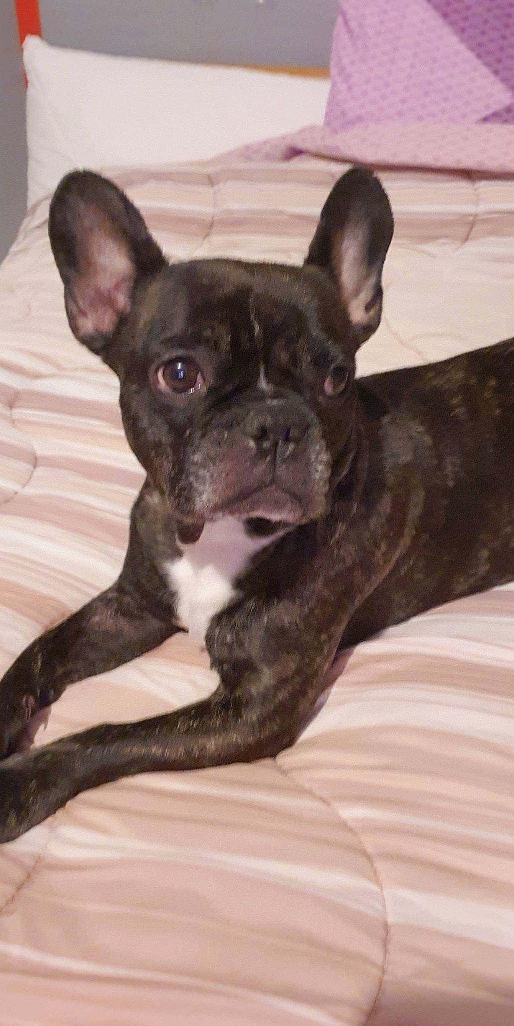 Jooddye participe au concours pour gagner de l'argent avec cette photo : boston_terrier, bulldog, canidae, carnivore, companion_dog, dog, dog_breed, ear, eye, fawn, french_bulldog, mammal, molosser, non_sporting_group, puppy, rare_breed_dog, snout, sporting_group, toy_bulldog, vertebrate