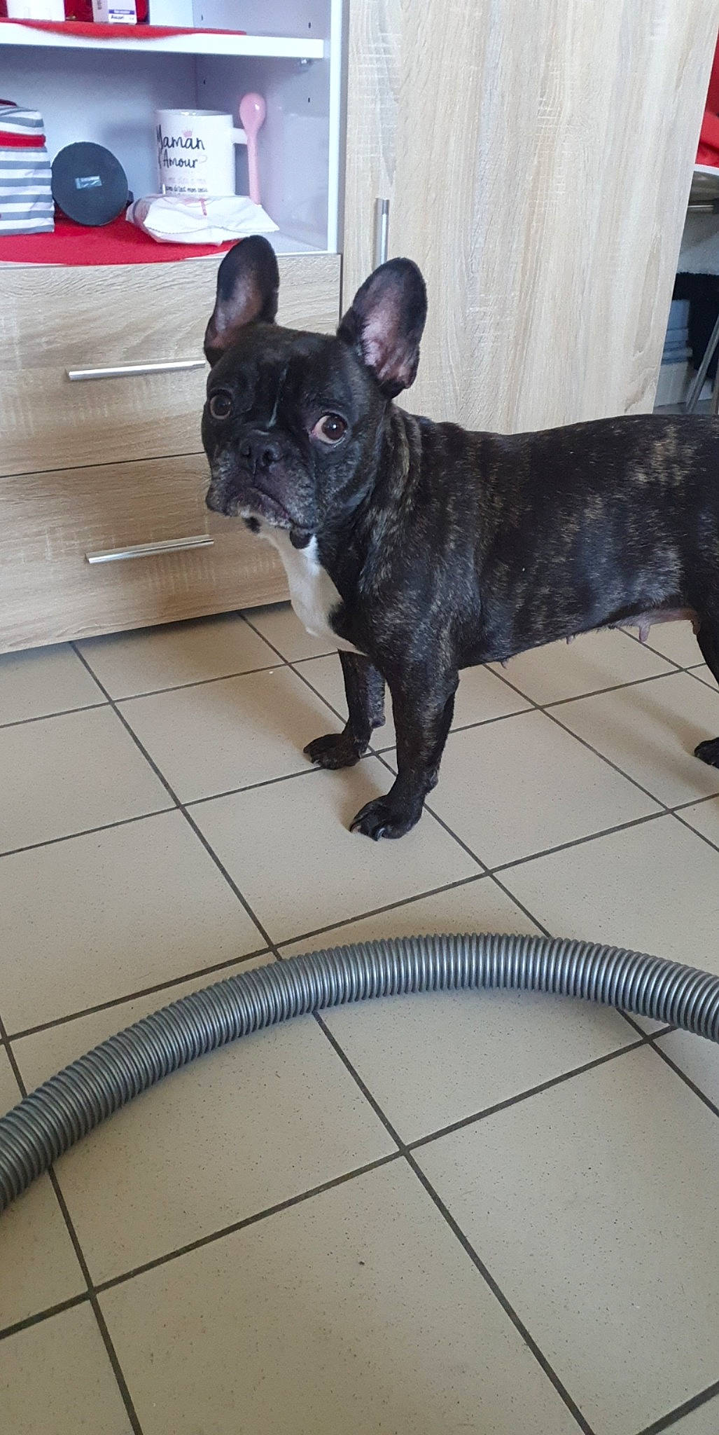 Jooddye participe au concours pour gagner de l'argent avec cette photo : canidae, carnivore, companion_dog, dog, dog_breed, fawn, french_bulldog, mammal, non_sporting_group, rare_breed_dog, snout, sporting_group, vertebrate