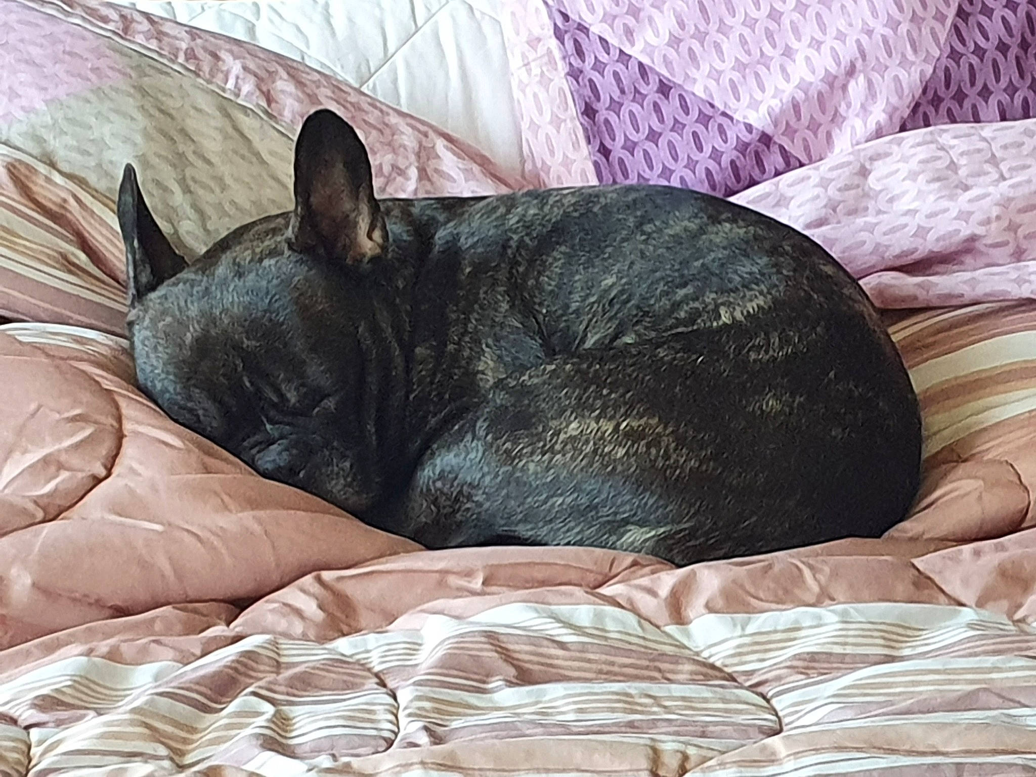 Jooddye a rejoint le concours — aidez-le/la à gagner de superbes lots ! canidae, chinchilla, comfort, fawn, french_bulldog, furniture, nap, non_sporting_group, rabbit, rabbits_and_hares, sleep, snout, whiskers