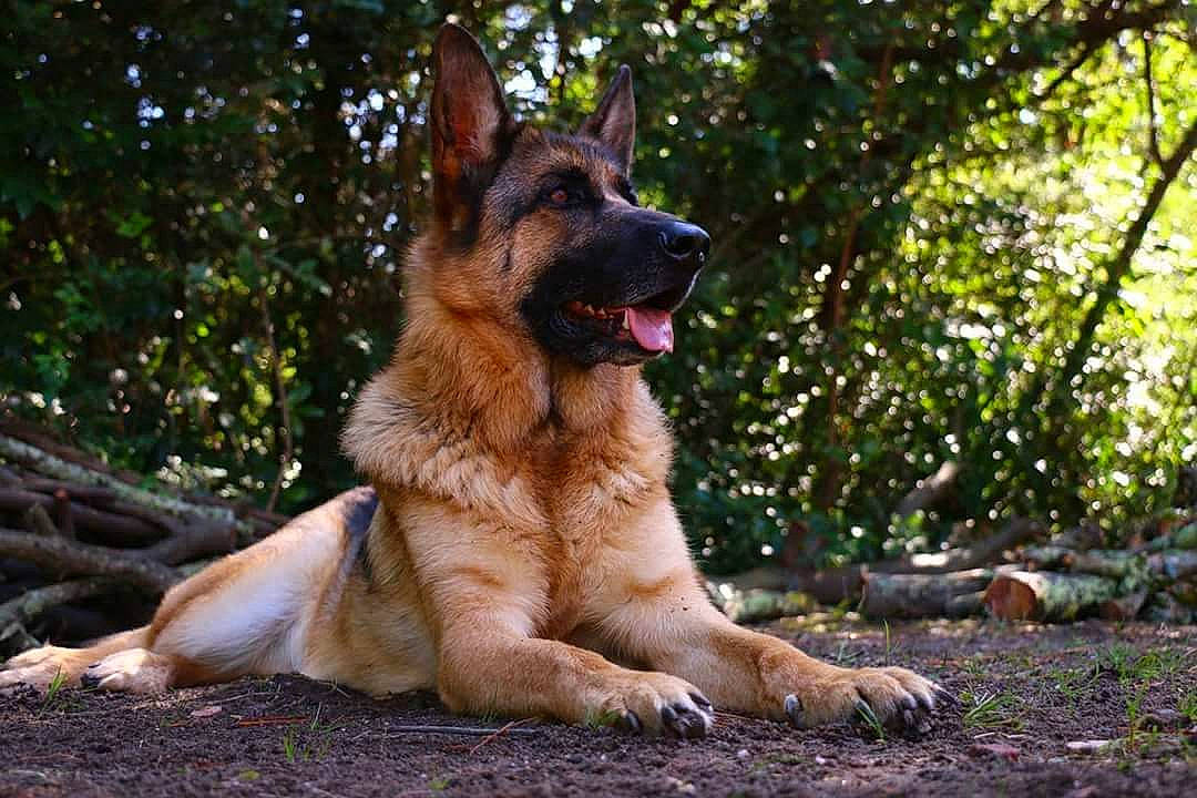 Souky participe au concours pour gagner de l'argent avec cette photo : art, canidae, canis, carnivore, companion_dog, dog, dog_breed, east_european_shepherd, fawn, german_shepherd_dog, grass, herding_dog, king_shepherd, old_german_shepherd_dog, plant, snout, sporting_group, terrestrial_animal, tree, working_dog