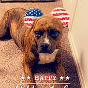 Birdie joined the competition — help win amazing prizes! dog, brindle, carpet, indoor, pet, animal, lying_down, ears_filter, american_flag, holiday, 4th_of_july, independence_day, text_overlay, celebration, canine, cute, domestic, companion, resting, festive