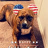 dog, brindle, carpet, indoor, pet, animal, lying_down, ears_filter, american_flag, holiday, 4th_of_july, independence_day, text_overlay, celebration, canine, cute, domestic, companion, resting, festive