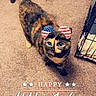 cat, tortoiseshell, pet, indoor, carpet, bow, american_flag, holiday, celebration, 4th_of_july, independence_day, crate, feline, cute, looking_up, domestic_animal, floor, accessory, festive, animal