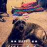 dog, indoor, carpet, blanket, chair, furniture, decor, happy, lying_down, pet, celebration, holiday, american_flag, digital_filter, ears, smiling, cozy, colorful, room, floor