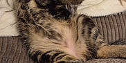 Kitkat is registered to the contest to win money with this photo: cat, kitten, tabby, pet, sleeping, relaxed, stretching, collar, blanket, couch, furniture, indoor, cozy, fur, paw, striped, cute, resting, animal, domestic