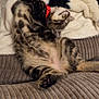 cat, kitten, tabby, pet, sleeping, relaxed, stretching, collar, blanket, couch, furniture, indoor, cozy, fur, paw, striped, cute, resting, animal, domestic
