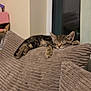 Kitkat is registered to the contest to win money with this photo: kitten, cat, sleeping, cushion, plush, striped, indoor, window, relaxation, pet, feline, cozy, resting, fur, animal, soft, home, cute, pillow, comfort