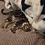 Kitkat joined the competition — help win amazing prizes! kitten, cat, tabby, couch, blanket, furniture, indoor, pet, fur, striped, curious, wide_eyes, cozy, home, resting, soft, animal, cute, playful, young