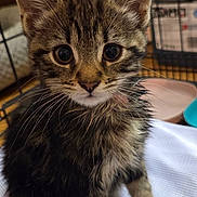 Kitkat joined the competition — help win amazing prizes! kitten, cat, tabby, fur, whiskers, ears, paws, tail, cute, pet, animal, indoors, cage, blanket, closeup, young, curious, soft, domestic, feline
