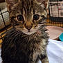 kitten, cat, tabby, fur, whiskers, ears, paws, tail, cute, pet, animal, indoors, cage, blanket, closeup, young, curious, soft, domestic, feline