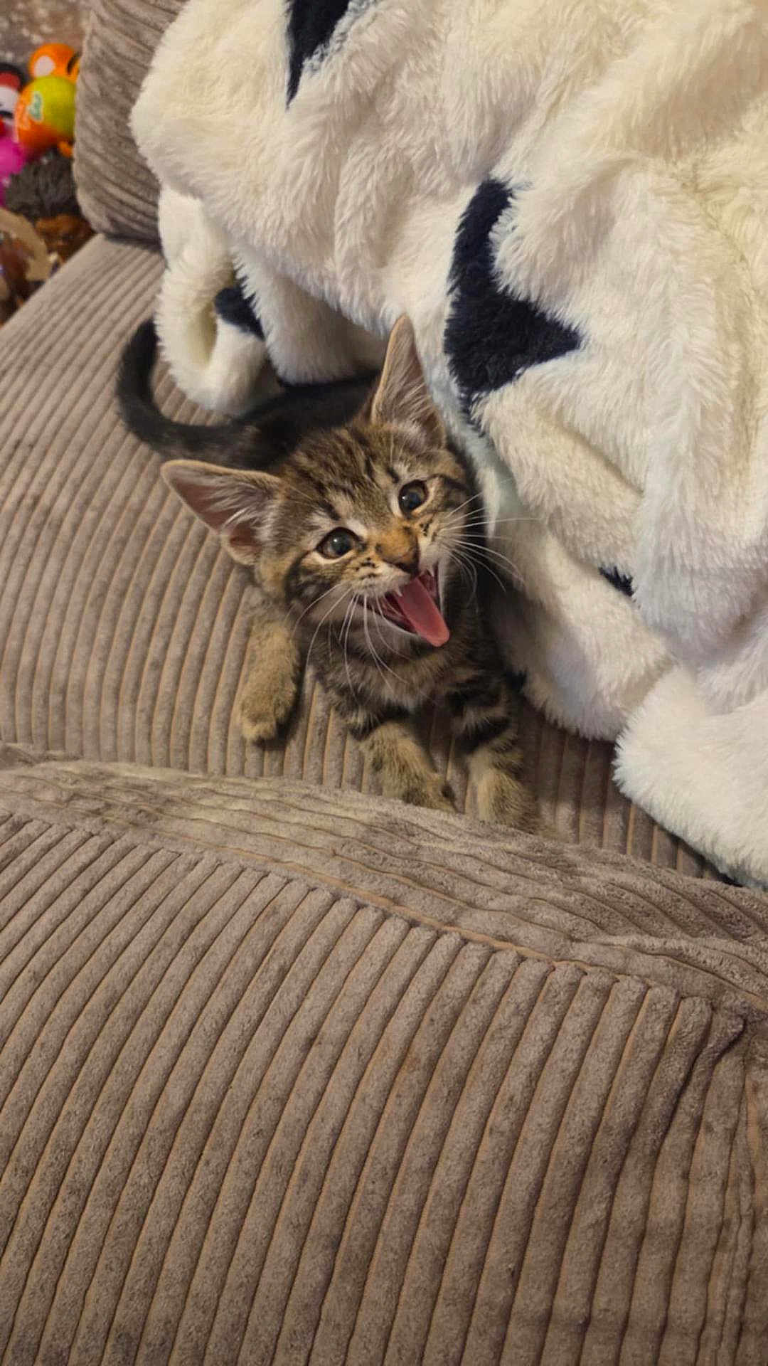 Kitkat