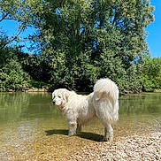 Pumbaa a rejoint le concours — aidez-le/la à gagner de superbes lots ! dog, white_dog, water, river, pebbles, trees, greenery, outdoor, nature, sunlight, sky, canine, animal, standing, fur, tail, daytime, landscape, reflection, calm