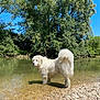 dog, white_dog, water, river, pebbles, trees, greenery, outdoor, nature, sunlight, sky, canine, animal, standing, fur, tail, daytime, landscape, reflection, calm