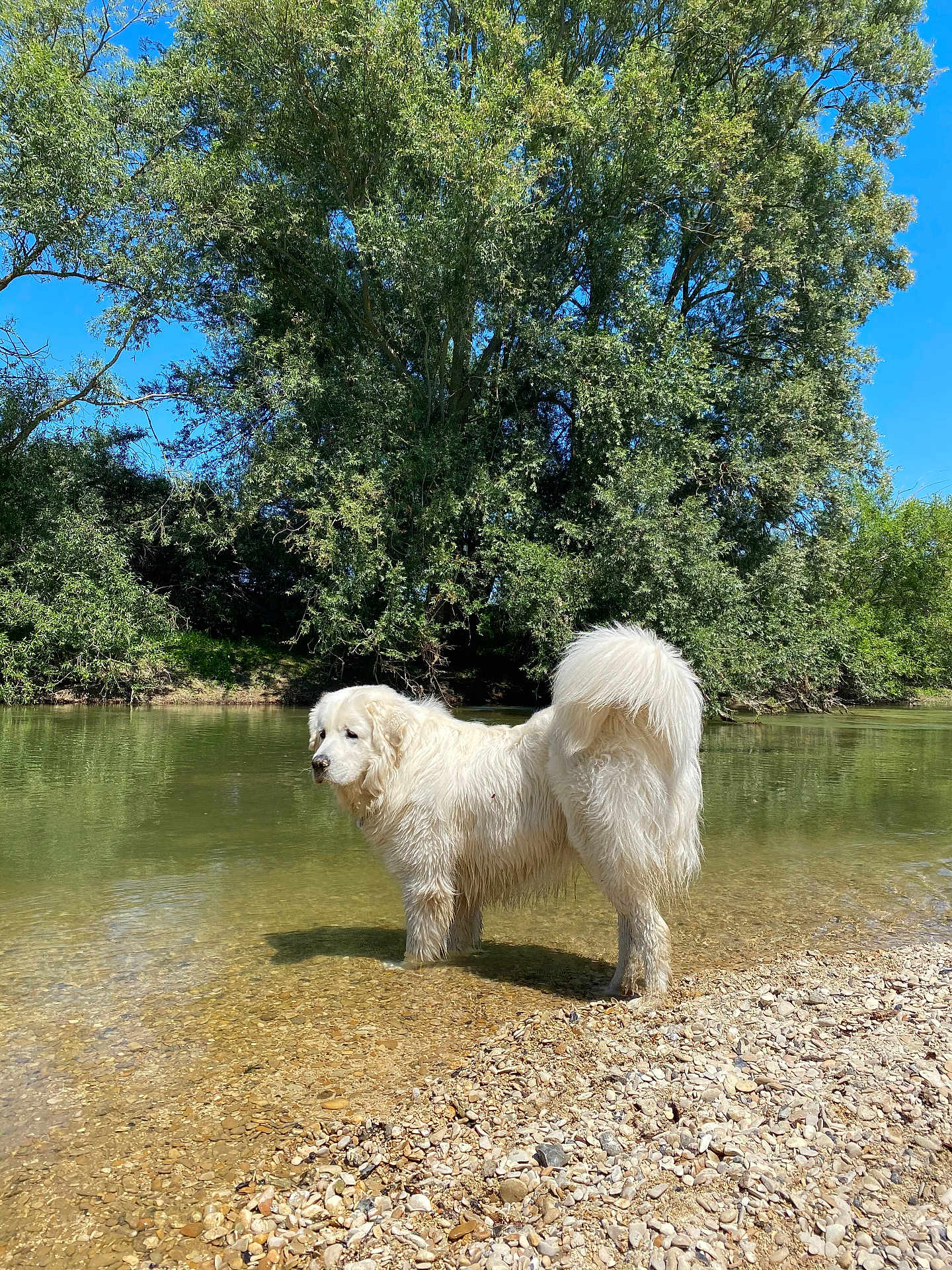Pumbaa a rejoint le concours — aidez-le/la à gagner de superbes lots ! dog, white_dog, water, river, pebbles, trees, greenery, outdoor, nature, sunlight, sky, canine, animal, standing, fur, tail, daytime, landscape, reflection, calm